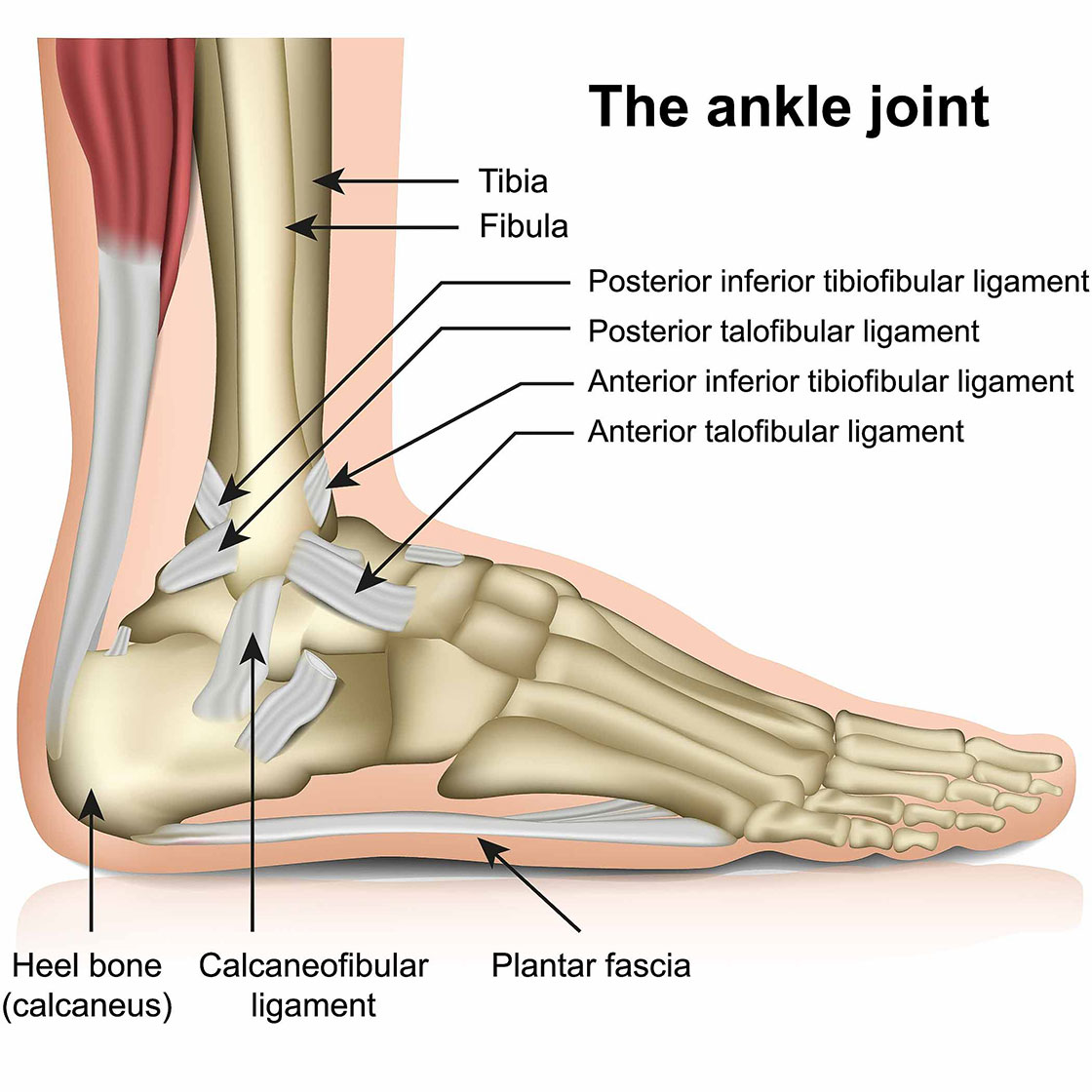 ankle 